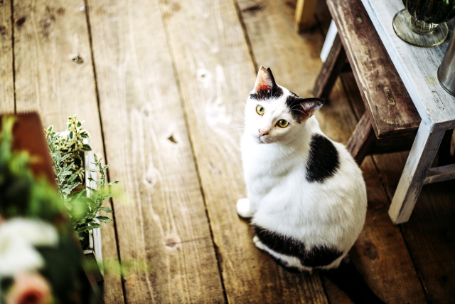 見つめる猫