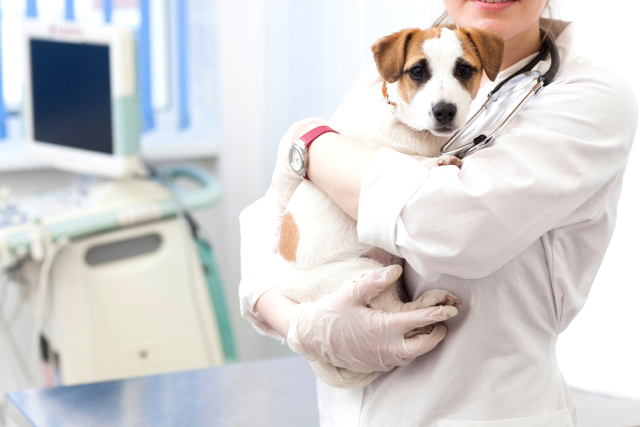 獣医と犬