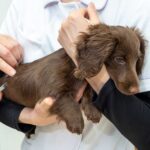 犬ワクチン接種