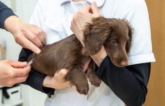 犬ワクチン接種